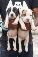 Patterdale Terrier Puppies for sale in Kolhapur, Maharashtra, India. price: 15000 INR