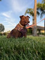 Patterdale Terrier Puppies for sale in 1721 N Palm Ave, Upland, CA 91784, USA. price: $100