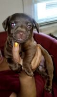 Patterdale Terrier Puppies for sale in Philadelphia, PA, USA. price: $250
