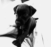 Patterdale Terrier Puppies for sale in Naples, Florida. price: $1,500