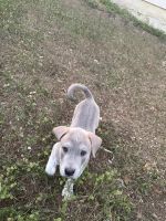 Patterdale Terrier Puppies for sale in San Antonio, Texas. price: $10