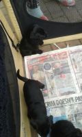 Patterdale Terrier Puppies for sale in Austin, TX, USA. price: NA