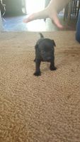 Patterdale Terrier Puppies for sale in Groton, CT, USA. price: $600
