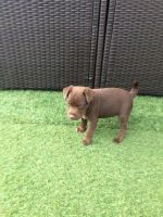 Patterdale Terrier Puppies for sale in Massachusetts Ave, Boston, MA, USA. price: NA