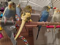 Pauraque Birds for sale in Plano, TX, USA. price: $70