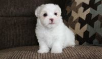 PekePoo Puppies for sale in Vancouver, BC, Canada. price: $500