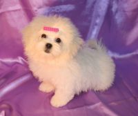 PekePoo Puppies for sale in Argyle, TX 76226, USA. price: $900