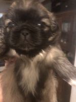 Pekingese Puppies for sale in Carlsbad, NM 88220, USA. price: $400