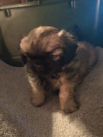 Pekingese Puppies for sale in Rapid City, SD, USA. price: NA