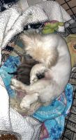 Pekingese Puppies for sale in Colorado Springs, CO, USA. price: $1,200