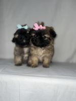 Pekingese Puppies for sale in Livingston, TX 77351, USA. price: $1,500