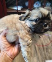 Pekingese Puppies for sale in Raleigh, NC, USA. price: $1,000