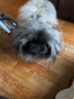 Pekingese Puppies for sale in Carrollton, OH 44615, USA. price: $1,800