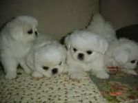 Pekingese Puppies for sale in New Delhi, Delhi 110001, India. price: 30000 INR