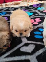 Pekingese Puppies for sale in Ridgeville, South Carolina. price: $600