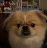 Pekingese Puppies for sale in North Brunswick, New Jersey. price: $1,500