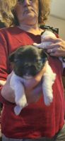 Pekingese Puppies for sale in Stephenville, Texas. price: $475