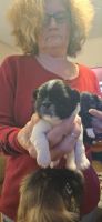 Pekingese Puppies for sale in Stephenville, Texas. price: $475