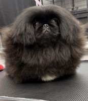 Pekingese Puppies for sale in Deltona, FL, USA. price: $4,100