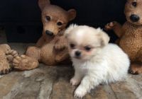Pekingese Puppies for sale in Houston, TX, USA. price: $350
