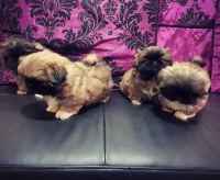 Pekingese Puppies for sale in Toronto, ON, Canada. price: $550
