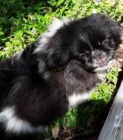 Pekingese Puppies for sale in Hunt County, TX, USA. price: $1,000
