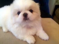 Pekingese Puppies for sale in Dallas, TX, USA. price: $1,200