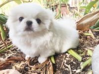 Pekingese Puppies for sale in Dallas, TX, USA. price: $1,200