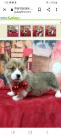 Pembroke Welsh Corgi Puppies for sale in Orland, IN 46776, USA. price: $900