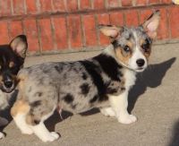 Pembroke Welsh Corgi Puppies for sale in Los Angeles, CA, USA. price: $700