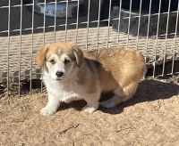 Pembroke Welsh Corgi Puppies for sale in Bridgeport, TX 76426, USA. price: $900