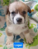 Pembroke Welsh Corgi Puppies for sale in Beulaville, NC 28518, USA. price: $1,600