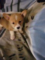 Pembroke Welsh Corgi Puppies for sale in Clover, SC 29710, USA. price: $1,500