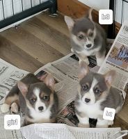 Pembroke Welsh Corgi Puppies for sale in Saxon, WI 54559, USA. price: $800