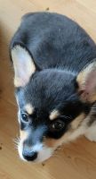 Pembroke Welsh Corgi Puppies for sale in Greenfield, IN 46140, USA. price: $800