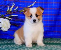Pembroke Welsh Corgi Puppies for sale in Santa Monica, CA 90403, USA. price: $600