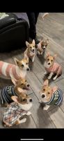 Pembroke Welsh Corgi Puppies for sale in San Antonio, TX 78245, USA. price: $600