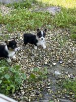 Pembroke Welsh Corgi Puppies for sale in Sacramento, CA, USA. price: $2,000