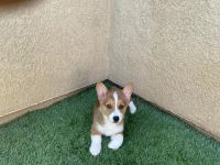 Pembroke Welsh Corgi Puppies for sale in Beaumont, CA, USA. price: $1,700