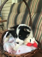 Pembroke Welsh Corgi Puppies for sale in Rochester, NY, USA. price: $2,000