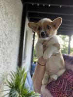 Pembroke Welsh Corgi Puppies for sale in Indianapolis, IN, USA. price: $70,000