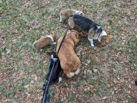 Pembroke Welsh Corgi Puppies for sale in CHAMPIONS GT, FL 33896, USA. price: $120,000