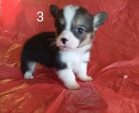 Pembroke Welsh Corgi Puppies for sale in Temecula, California. price: $700