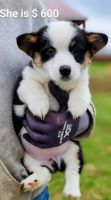 Pembroke Welsh Corgi Puppies for sale in Mt Sterling, KY 40353, USA. price: $500