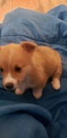 Pembroke Welsh Corgi Puppies for sale in Carson City, Nevada. price: $7,752,910,000