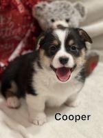 Pembroke Welsh Corgi Puppies for sale in Lancaster, Missouri. price: $1,200