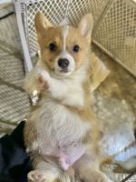 Pembroke Welsh Corgi Puppies for sale in Alvin, Texas. price: $750