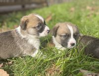 Pembroke Welsh Corgi Puppies for sale in Front Royal, VA 22630, USA. price: $1,500