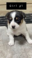 Pembroke Welsh Corgi Puppies for sale in Hedrick, Iowa. price: $1,000