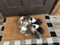 Pembroke Welsh Corgi Puppies for sale in Grant, Nebraska. price: $700